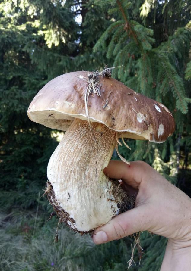Bat'Kivska Hata Stari Kuty Esterno foto